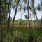 Mangrove Swamp 1