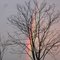 Rainbow Tree