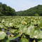 Lilly Pads at Pinchot State Park
