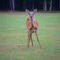 A deer on the Matolly field.