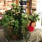 December Garden