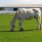 Fine Horse-Spencerport, Ogden, NY