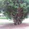 Many branches in one forest
