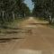 Dingo na drodze / Dingo-friend on the way