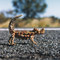 Thorny Devil