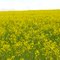 MILES OF CANOLA