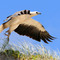 White-Bellied Sea Eagle, Nth stradbroke island