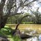 River nr Cargelligo weir