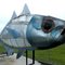The Big Fish of Edenhope