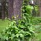 Seeded Passionfruit vine (not grafted)