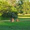 Hunter Hideaway Cottages - Australia