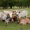Longhorns, PA