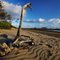 Dead Tree, Kinka Beach