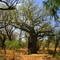 Boab on the track to Mooshine Gorge - Kimberleys - WA