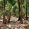 Inside El Questro Gorge - Kimberleys - WA