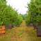 Apple farm near Peru