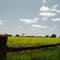 Canola Field