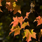 Autumn color