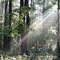 Morning Sunbeams exploring the woods