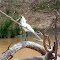 Spoonbill at the Paroo River near Eulo, Qld, Australia
