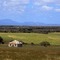 Near Fish Creek, View to Wilson's Promontory, VIC, AUS