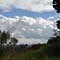 Cotton wool