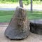 Gilboa Tree Fossil