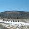 Blenheim roadside cemetery