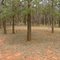 White Cypress Pine (Callitris glaucophylla) woodland, Coolamon Road TSR, near Wagga Wagga NSW