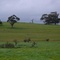 Trees near Mintaro