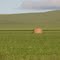 Paddock near Hanson.