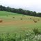 Summer Field on the Rail Trail