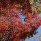 Fall color in Andrew Jackson State Park