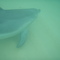 The Dolphin