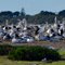 Pelican Colony Penquin Island
