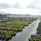 Pohlmans Nursery plants in pots