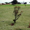 McLeod's Daughters Country
