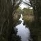 The track down to the beach goes through the area where Lake Barracoota drains into Mallacoota inlet. At times, nearly the whole length of the path can be covered with water. (Croajingolong National Park)