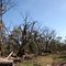 Gunbower Forest