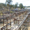 Gloucester Stock Yards