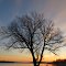 A tree on the Clark Lake shore