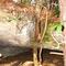 Tree grows through solid rock in wilderness.