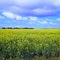Rape Blossoms Field