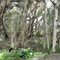 Paperbark Trees