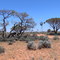 Glendambo Outback