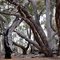 Windswept Trees, Grampians Victoria