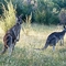 Kangaroos in Zumsteins