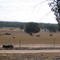 Emus in a Paddock