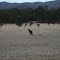Kangaroos in Grampians