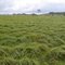 Woolen Grass